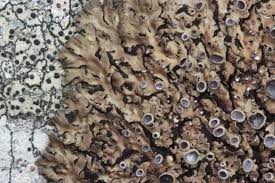 Attēlu rezultāti vaicājumam “Physconia distorta”