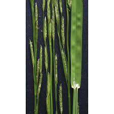 Attēlu rezultāti vaicājumam “Glyceria fluitans fruit”