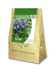 Attēlu rezultāti vaicājumam “Scilla siberica bud”