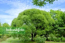 Attēlu rezultāti vaicājumam “Salix x fragilis”