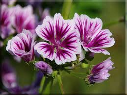 Image result for Malva sylvestris 'Zebrina'