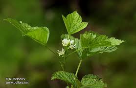 Attēlu rezultāti vaicājumam “Rubus saxatilis”