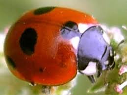 Attēlu rezultāti vaicājumam “Coccinella quinquepunctata”