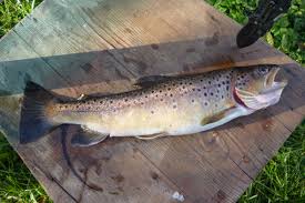 Image result for Salmo ciscaucasicus