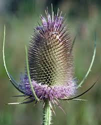 Attēlu rezultāti vaicājumam “Dipsacus fullonum”