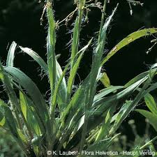 Attēlu rezultāti vaicājumam “Luzula pilosa bud”