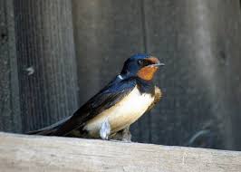 Attēlu rezultāti vaicājumam “Hirundo rustica”
