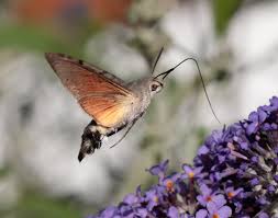 Image result for hawk moth