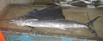 Image result for Istiophorus platypterus