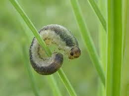 Attēlu rezultāti vaicājumam “Rhogogaster picta”