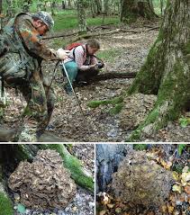 Attēlu rezultāti vaicājumam “Grifola frondosa”