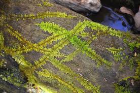 Attēlu rezultāti vaicājumam “Thuidium”