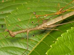 Attēlu rezultāti vaicājumam “Orthoptera”