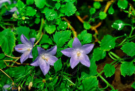 Image result for Campanula isophylla
