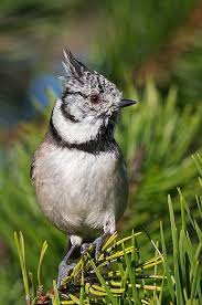 Attēlu rezultāti vaicājumam “Lophophanes cristatus”