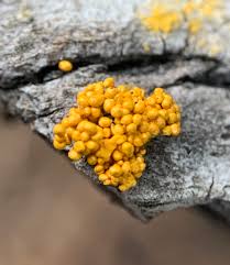 Attēlu rezultāti vaicājumam “Trichiaceae, Hemitrichiaceae, Arcyriaceae”