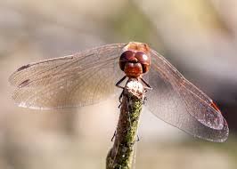 Attēlu rezultāti vaicājumam “Sympetrum vulgatum male”