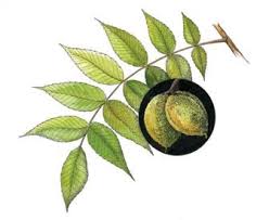 Attēlu rezultāti vaicājumam “Juglans cinerea leaf”