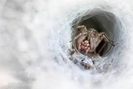 Attēlu rezultāti vaicājumam “Agelena labyrinthica”