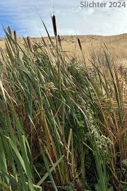 Attēlu rezultāti vaicājumam “Typha latifolia leaf”