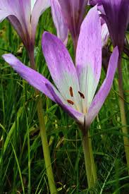 Image result for Herbstzeitlose