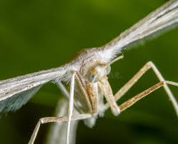 Attēlu rezultāti vaicājumam “Pterophorus pentadactyla”