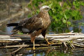 Attēlu rezultāti vaicājumam “Circus aeruginosus”