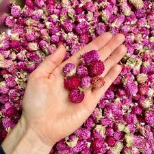 Image result for Kugelamarant