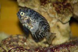 Image result for Schedophilus ovalis