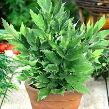 Image result for Liebstöckel