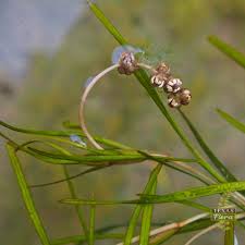 Attēlu rezultāti vaicājumam “Stuckenia pectinata leaf”