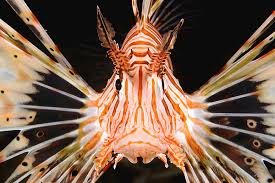 Image result for Pterois radiata