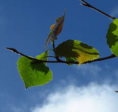 Attēlu rezultāti vaicājumam “Populus nigra leaf”