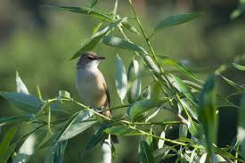 Image result for Acrocephalus arundinaceus