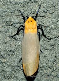 Attēlu rezultāti vaicājumam “Lithosia quadra male”