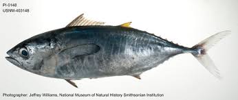 Image result for Thunnus albacares