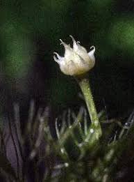 Attēlu rezultāti vaicājumam “Batrachium circinatum flower”