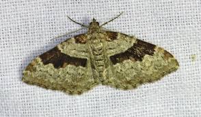 Attēlu rezultāti vaicājumam “Xanthorhoe designata”