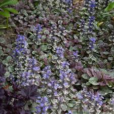 Image result for Ajuga reptans