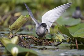 Attēlu rezultāti vaicājumam “Chlidonias niger eggs”