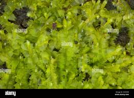 Attēlu rezultāti vaicājumam “Lophocolea bidentata”