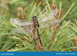 Attēlu rezultāti vaicājumam “Leucorrhinia dubia”