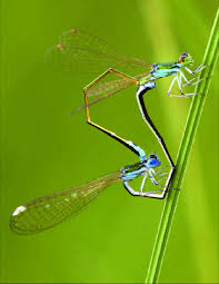 Attēlu rezultāti vaicājumam “Nehalennia speciosa”