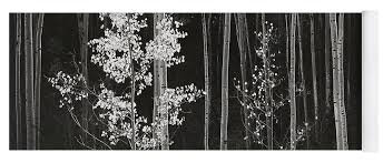 Image result for Ansel Adams Aspens New Mexico