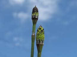 Attēlu rezultāti vaicājumam “Equisetum variegatum”