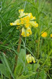 Image result for Himmelschlüssel