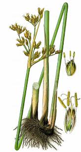 Attēlu rezultāti vaicājumam “Schoenoplectus lacustris subsp. glaucus flower”