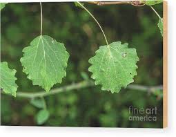 Attēlu rezultāti vaicājumam “Populus tremula”