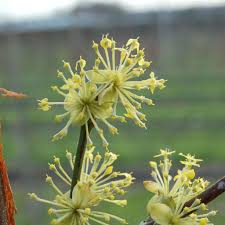 Attēlu rezultāti vaicājumam “Cornus mas flower”