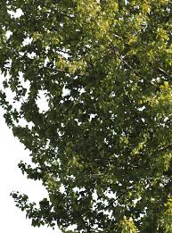 Attēlu rezultāti vaicājumam “Populus nigra leaf”